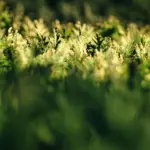 Hvordan undgår jeg at beskære min hæk for sent på året?