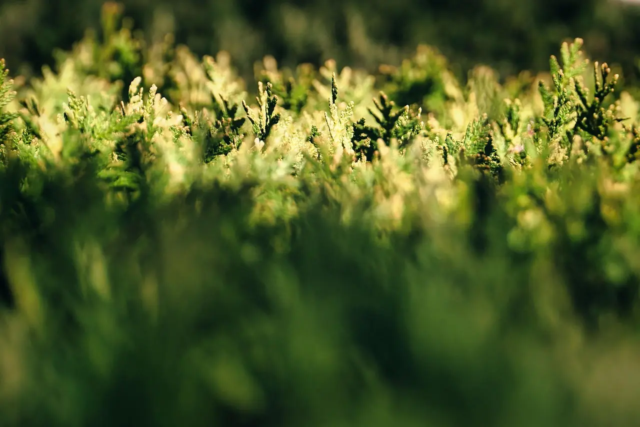 Hvordan undgår jeg at beskære min hæk for sent på året?