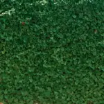 Klippe hæk selv eller betale sig fra det? Seks ting, du skal overveje, inden du beslutter dig