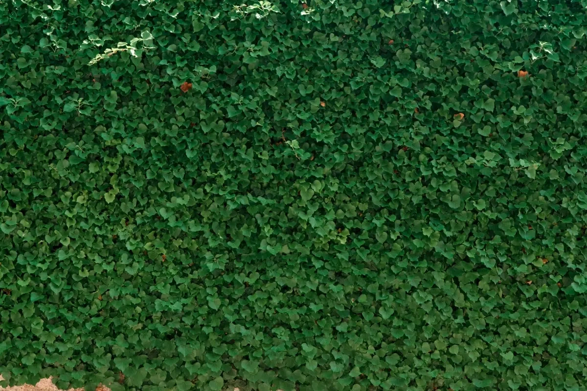 Klippe hæk selv eller betale sig fra det? Seks ting, du skal overveje, inden du beslutter dig