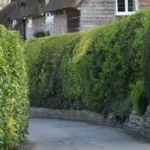 Køb af hækkeklippere på afbetaling - hvad er dine muligheder, og giver det overhovedet mening?