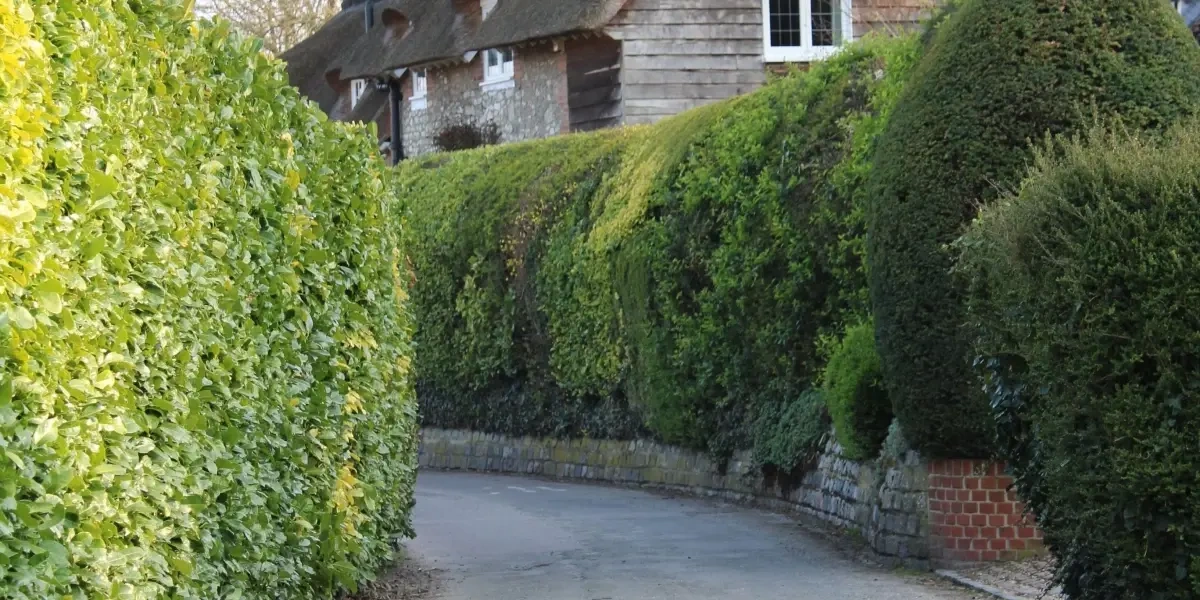 Køb af hækkeklippere på afbetaling – hvad er dine muligheder, og giver det overhovedet mening? post thumbnail image